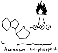 We did not find results for: Abb 72 Atp Und Proteinkinasen Friendly Fire