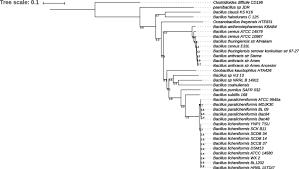 This is qi razali's official fan page. In Silico Exploration Of Red Sea Bacillus Genomes For Natural Product Biosynthetic Gene Clusters Bmc Genomics Full Text