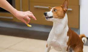 Se desarrolla esta condición cuando el sistema inmune del perro evita que las plaquetas hagan su trabajo, ya que, las células de la sangre conocidas como plaquetas cuidan los pequeños desgarres en los vasos sanguíneos en el perro. Trombocitopenia En Perros Perritos Hc