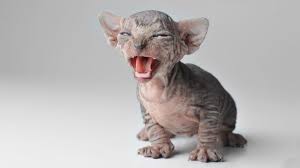 Please read our cost page for more information on sphynx cat cost. Sphynx Price Personality Lifespan
