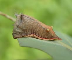 Image result for Chloris