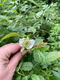 Image result for Rubus rosifolius