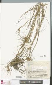 Image result for Phragmanthera eminii