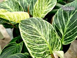 One of the reasons the birkin philodendron is relatively easy to take care of is because it lets you know when it's unhappy with its environment. Philodendron Birkin White Measure Currlin Orchideen