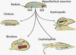 biological diversity 8