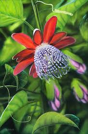 Image result for Passiflora quadrangularis