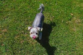 If you own a puppy or an otherwise young pooch, you'll probably need to dedicate between four and six hours of your day to him, according to author margaret h. How Long Should I Play With My Puppy Each Day Dog Training Me