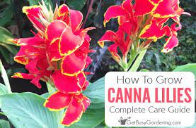 Rhizomes should be planted horizontally, 2 to 3 deep and 1 to 2 feet apart. Canna Lily Care Guide Complete Guide For How To Grow Canna Lilies