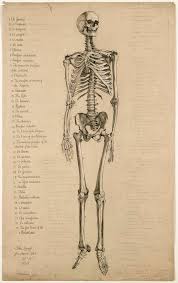 Bone basics and bone anatomy. Anatomical Drawing Of A Human Skeleton Science Museum Group Collection