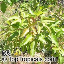 Image result for Heteromorpha