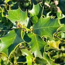 Image result for Maytenus