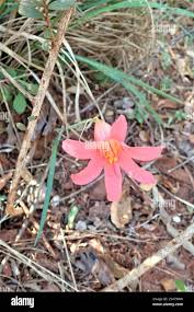 Image result for Cyrtanthus galpinii