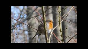 Certaines personnes trouvent le chant des oiseaux la. Pourquoi Entend On Autant Les Oiseaux Dans Les Villes La Nuit