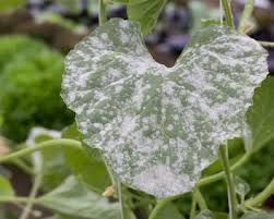 Jun 09, 2015 · keep your garden clean: Powdery Mildew How To Treat And Get Rid Of Powdery Mildew Garden Design