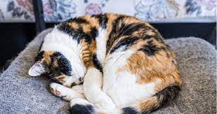 Check spelling or type a new query. All About The Calico Personality