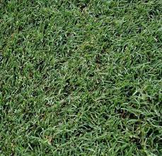 Learn The Difference Between Annual And Perennial Ryegrass Winter Rye Best Grass Seed Grass Type Grass