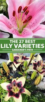Maybe you would like to learn more about one of these? 27 Of The Best Lily Varieties Gardener S Path