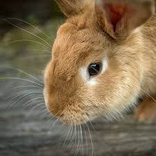 British pest control association's digital pest management event, pestextra 2021, saw huge numbers of visitors when it took place this week. Rabbit Eye Problems And Treatments Lafeber Co Small Mammals