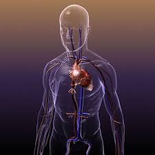 Circulatory System Anatomy In A Human Body 3d Model This Scene Renders Exactly As Atached Preview No Vray Or An Human Body 3d Model Human Circulatory System