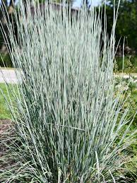 Image result for Schizachyrium