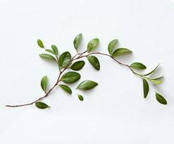 Tea tree oil is obtained from the leaves of melaleuca alternifolia. What Is Tea Tree Oil Good For Dermstore Blog