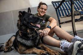 Adopt a released service dog near me. Here S How To Adopt A Military Working Dog Military Com