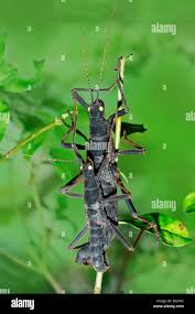 Insecto Palo Negro Peruano Peruano Black Beauty Belleza Negra Insecto Palo Peruphasma Schultei Par El Apareamiento Fotografia De Stock Alamy
