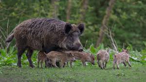 Noemy Furcillo Leaks Online - Discover Her