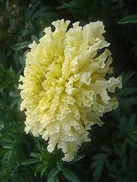 We did not find results for: A Marigold Snowdrift Flower Bed From Indoor Seed Amazing Flowers Unusual Flowers Beautiful Flowers
