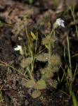Image result for Stemodiopsis buchananii