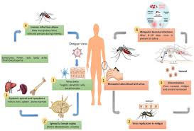 Image result for Dengue