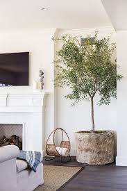 We did not find results for: 12 Lovely Indoor House Trees