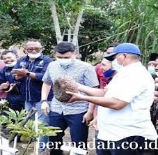 Setelah mengetahui asal tanaman porang, persiapan lahan tanamnya juga perlu dipahami. Tkw E8sx2lmvcm
