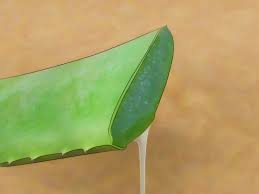 Why do cacti have spines? In Der Wuste Wasser Finden Mit Bildern Wikihow