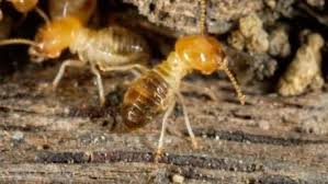 How To Edge A Garden Bed With Brick Termites Termite Infestation Termite Control
