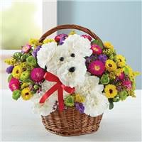 These are the search results for flowers. Flowers For Him Gifts Flowers Seattle Wa Same Day Same Day Flower Delivery Delivery