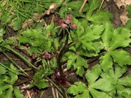 Image result for Sanicula