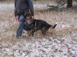 Our german shepherds are our treasured family pets. Akc German Shepherd Puppies For Sale In Lake George Colorado Classified Americanlisted Com