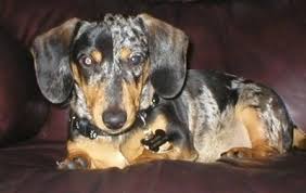 Maybe you would like to learn more about one of these? Dachshund Dog Breed Information And Pictures