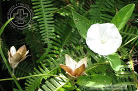 Image result for Aniseia martinicensis