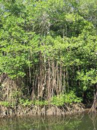 Image result for Rhizophora racemosa