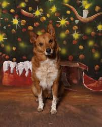 4441 pacific ave se, lacey wa 98503. West Olympia Pet Hospital 1602 Harrison Ave Nw Olympia Wa 98502