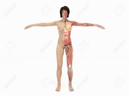 女性の裸体ボディ白本 3 D イラスト解剖学影なしの写真素材・画像素材 Image 84266830