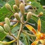 Image result for Grewia praecox