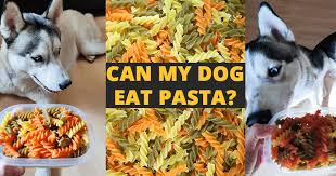 can my dog eat pasta husky advisor