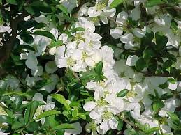 Its aromatic white blooms open in march and april. Best Shrubs