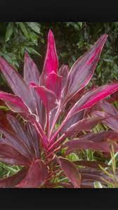 Cordyline Rubra Vibrant Red In Colour And Low Maintenance Complements Palms Will Do Well In Full Sun Or Sh Winter Garden Ti Plant Low Maintenance Landscaping
