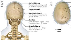 It is located next to five of the cranium bones. The Skull Cranial Bones In Hindi Youtube