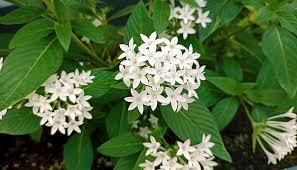 Image result for Pentas bussei