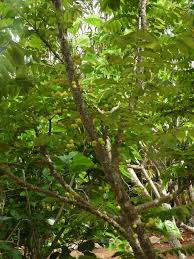 Image result for Phyllanthus boehmii
